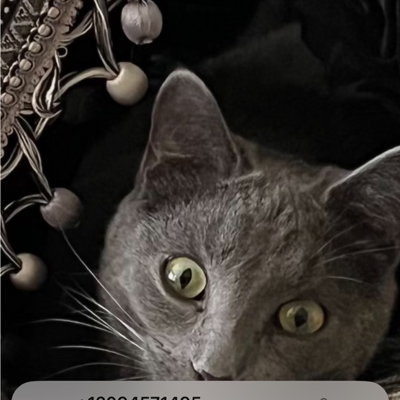 Meet your Posher, Lori (Bubbles) - Picture 5 of 16